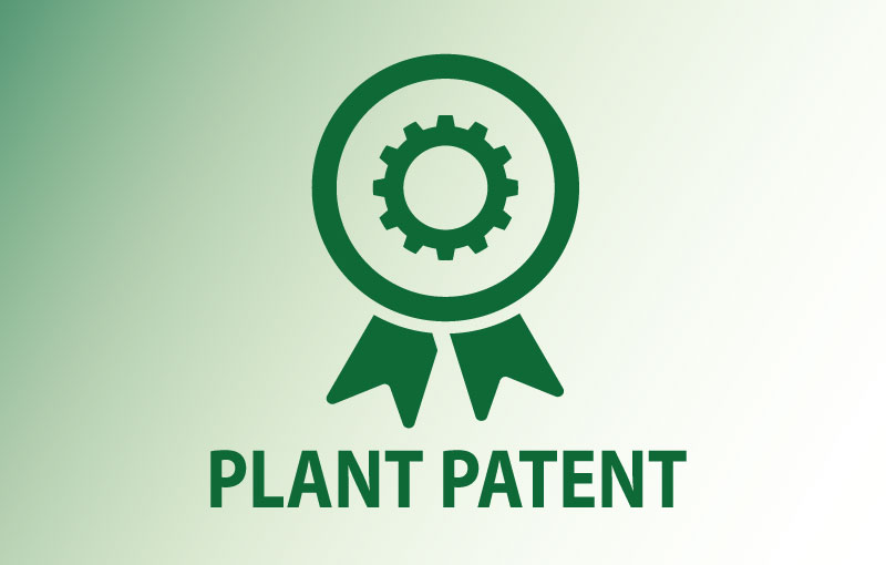 US Plant Patent